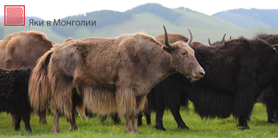 Пряжа из пуха яка и верблюжонка, 100% кашемир с доставкой по всему миру ...